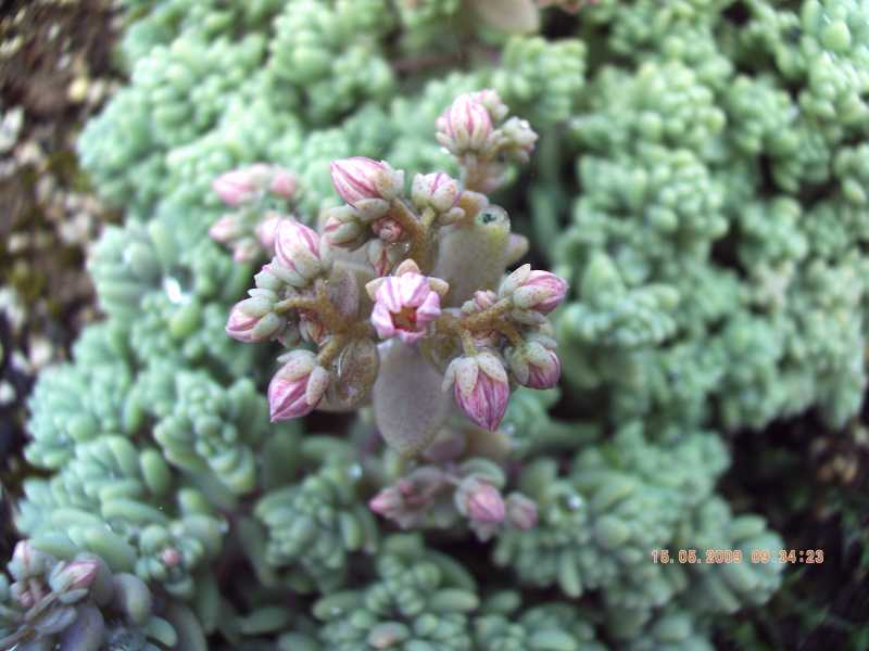 Sedum dasyphyllum